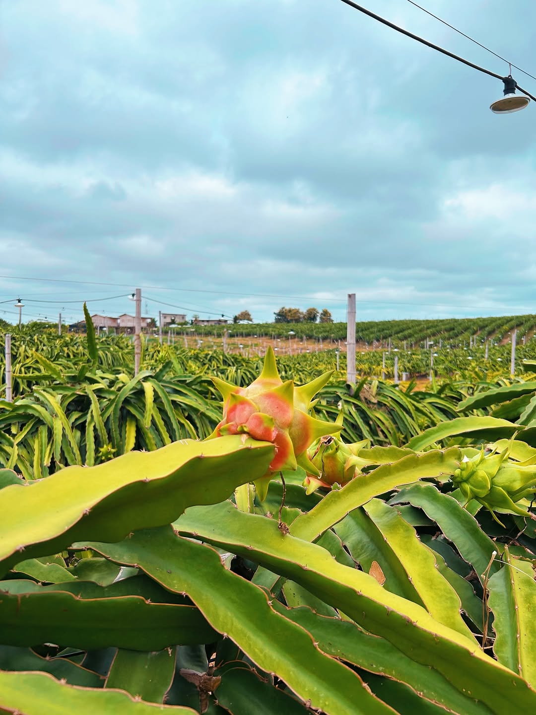 Cultivo de pitahaya bajo el cielo de Ecuador