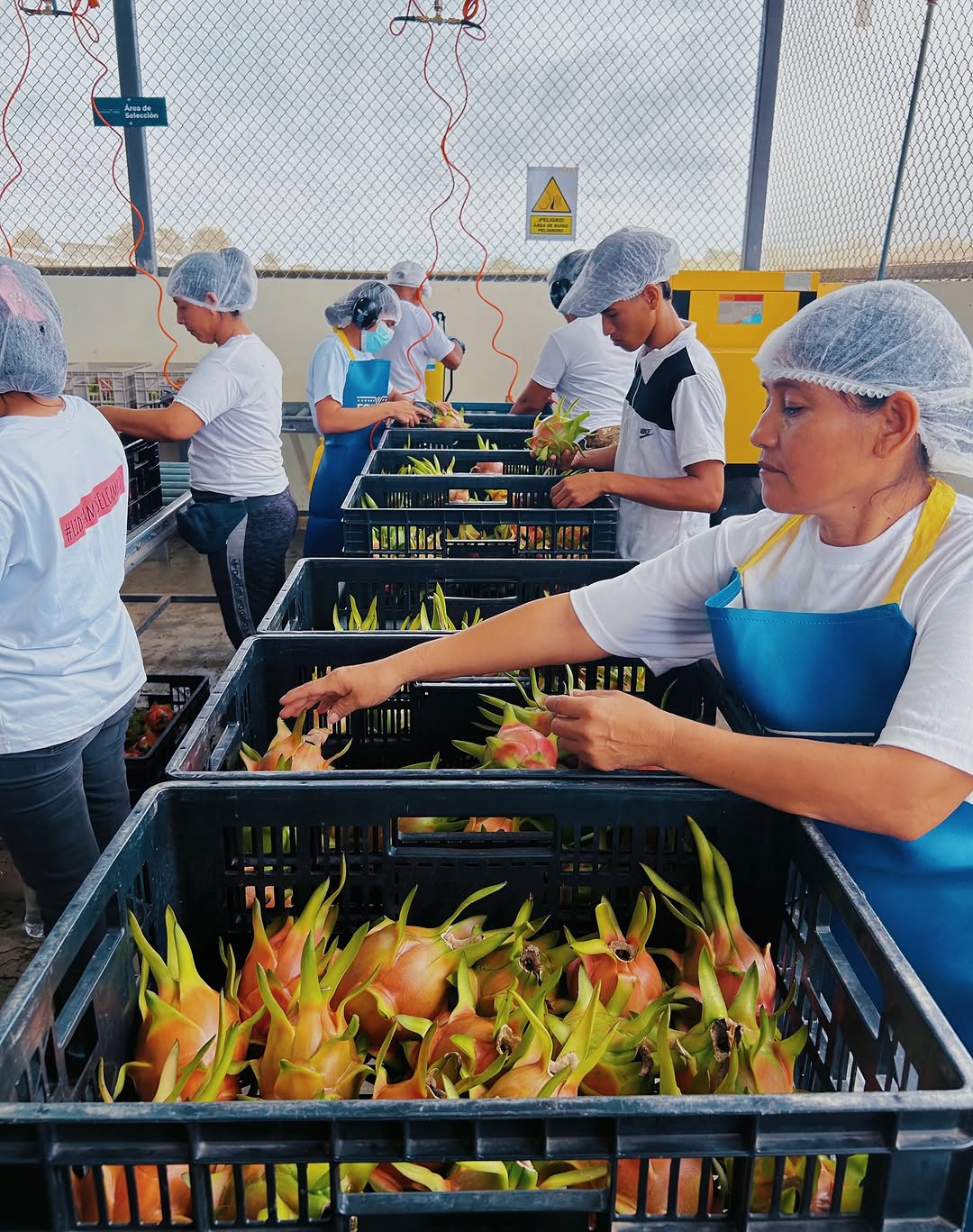 Selección de pitahaya en gavetas