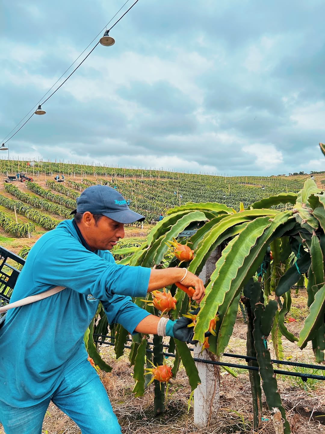 Cosecha de pitahaya en el campo