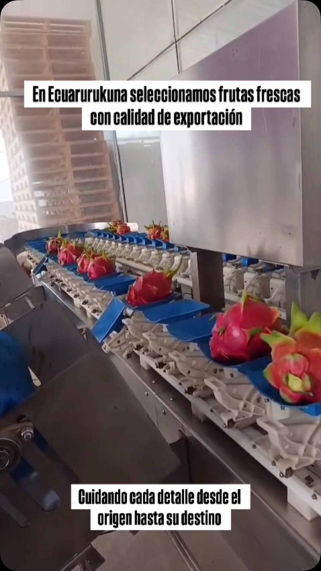 Línea de selección de pitahaya