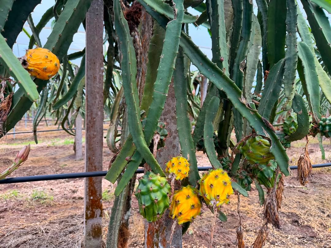 Pitahaya amarilla creciendo en la planta