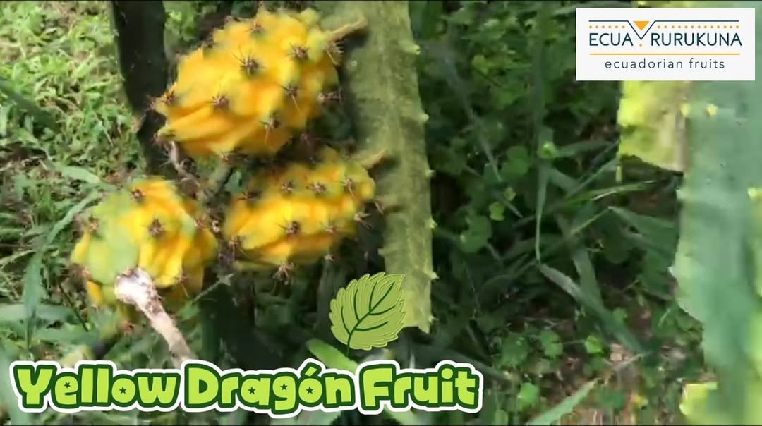 Pitahaya amarilla en la planta